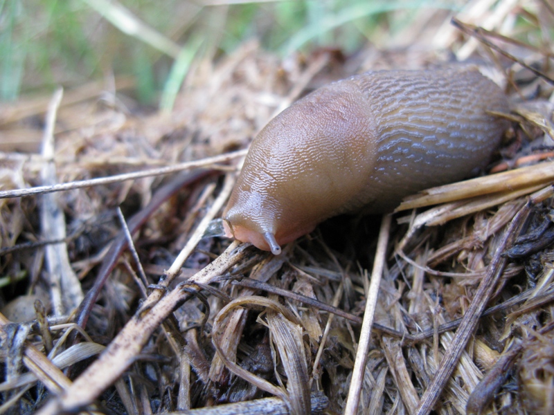 Limax del corsicus-gruppo da Acquapendente (VT)